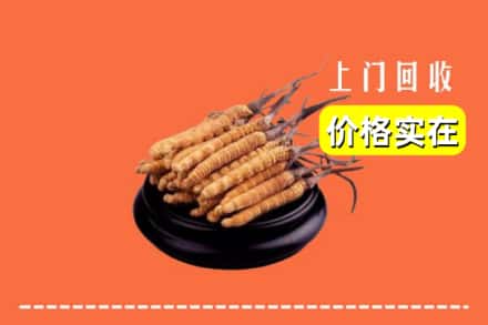 西双版纳回收冬虫夏草